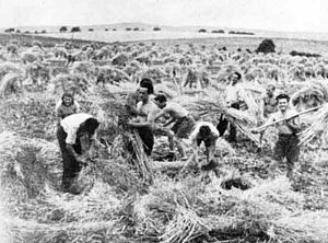 Kibbuzniks bei der Feldarbeit. | Members of the kibbutz at work in the fields.