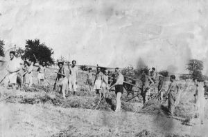 Mitglieder des Kibbuz Talba bei der Feldarbeit | Members of Kibbutz Talba work in the fields